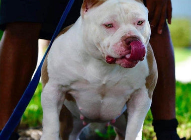 American Bully Pregnancy Week by Week: 63-Day Timeline, Signs & Due-Date Calculator