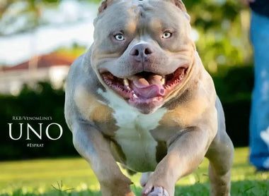 American Bully Coat Colors & Genetics: Chart, Merle, Tri, Health Risks
