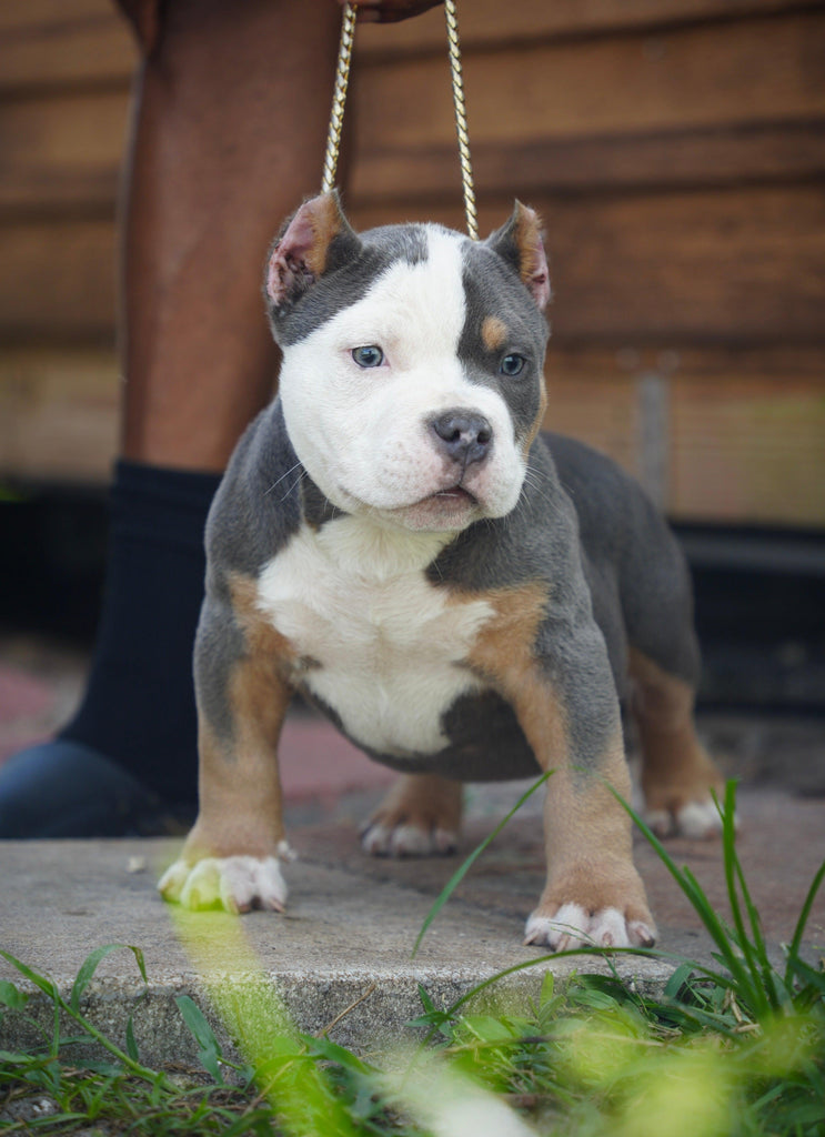 Adorable Tri Color Pocket Bully Puppies for Sale: Venomline-Venomline | Texas Size Bullies | Top Pocket Bully Kennel