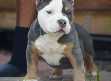 Adorable Tri Color Pocket Bully Puppies for Sale: Venomline