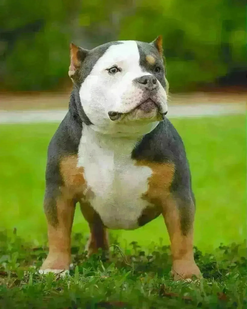 Advanced Socialization Techniques for Pocket Bullies: Ensuring Well-Rounded Companions-Venomline | Top Pocket American Bully Breeder