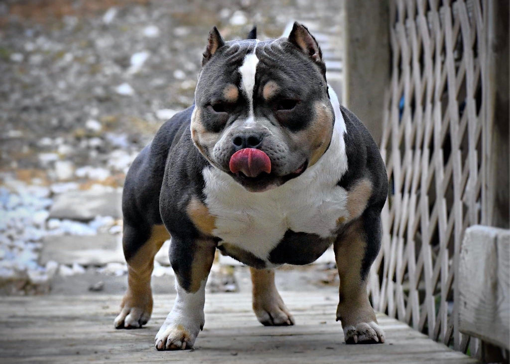 ABKC CHAMPION HOMICIDE JOINS VENOMLINE’S AMERICAN BULLY STUD LINEUP-Venomline | Texas Size Bullies | Top Pocket Bully Kennel