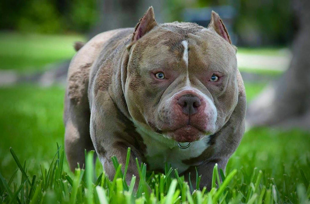 American Bully Blog Hub (2025) | Venomline Breeder Guides & Bloodlines - Venomline Pocket Bully Breeders