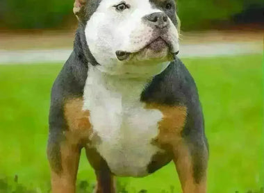 American Bully Socialization: Ensuring Well-Rounded Companions