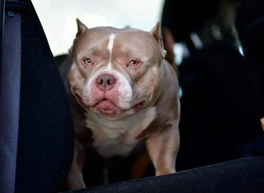 American Bully FAQ 2025 | Puppies, Studs, Bloodlines & Health