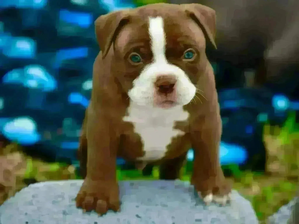 American Bully Types Explained: Micro, Pocket, Standard, XL & Exotic (2025 Guide)-Venomline | Texas Size Bullies | Top Pocket Bully Kennel