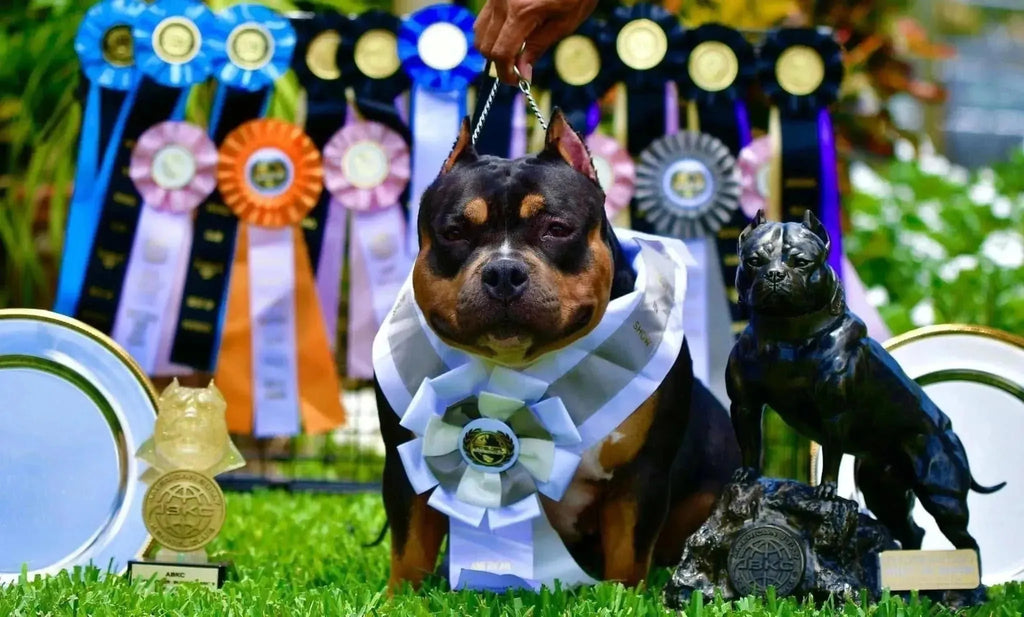 Choosing an American Bully Puppy | Venomline Selection Guide-Venomline | Texas Size Bullies | Top Pocket Bully Kennel