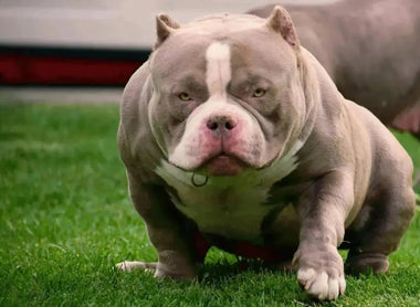 Phenotype vs Genotype in American Bully Breeding | Official Guide 2025