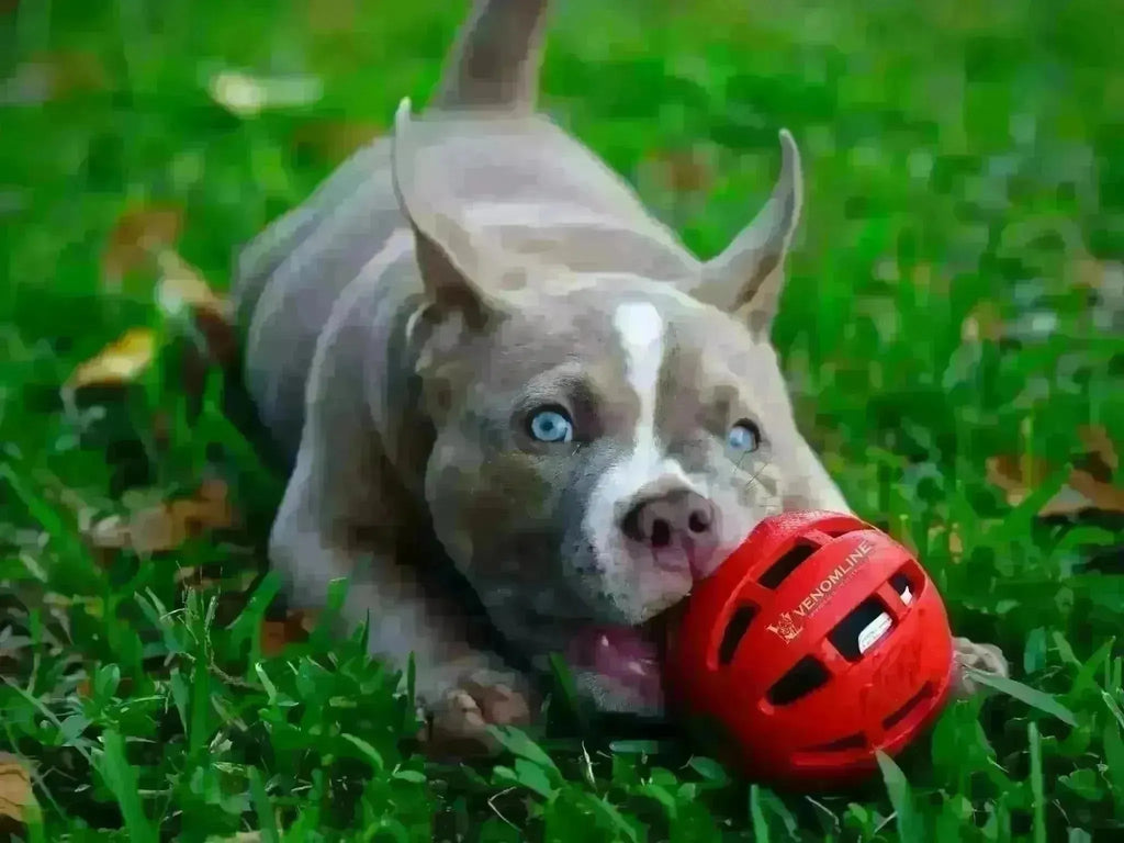 Pocket American Bully Health & Care Guide (2025): Keeping Your Bully Healthy and Happy-Venomline | Texas Size Bullies | Top Pocket Bully Kennel