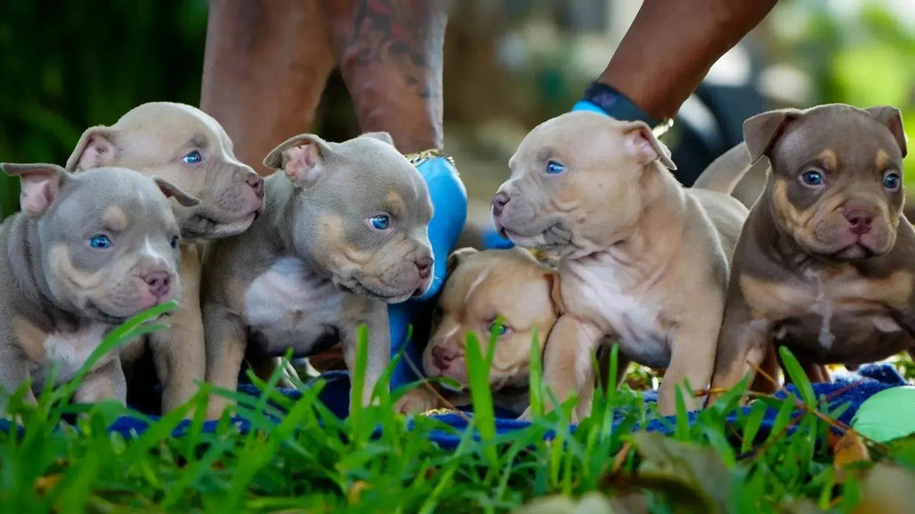 Pocket American Bully Puppies for Sale — Venomline’s Recent Litter-Venomline | Texas Size Bullies | Top Pocket Bully Kennel