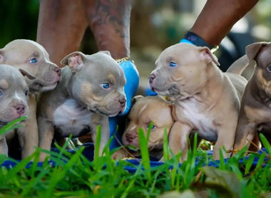 Pocket American Bully Puppies for Sale — Venomline’s Recent Litter