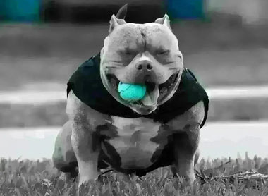 Pocket Bully Health 2025: Common Health Issues, Prevention and Care Tips for Owners