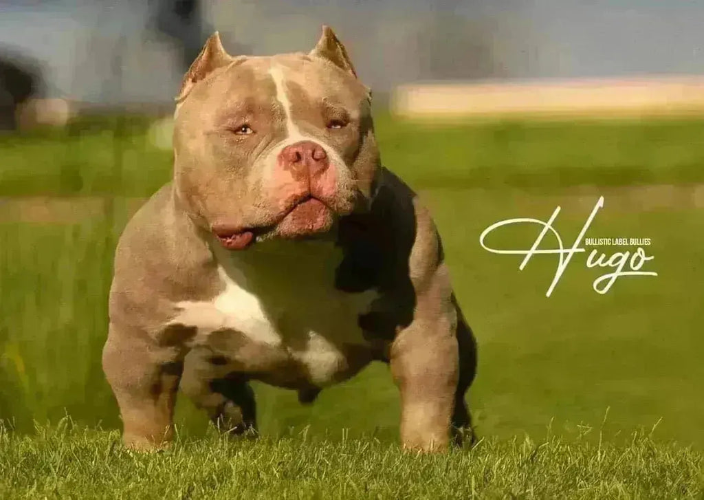 A Comprehensive 2025 Guide to Pocket, Micro, and Exotic Bullies — Breed Differences, Sizes, Health, Breeders, Bloodlines and Buying Tips from Venomline-Venomline | Top Pocket American Bully Breeder