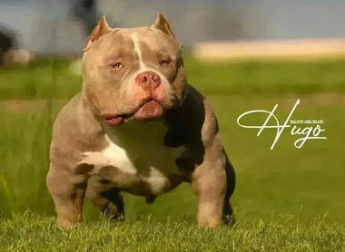 A Comprehensive 2025 Guide to Pocket, Micro, and Exotic Bullies — Breed Differences, Sizes, Health, Breeders, Bloodlines and Buying Tips from Venomline