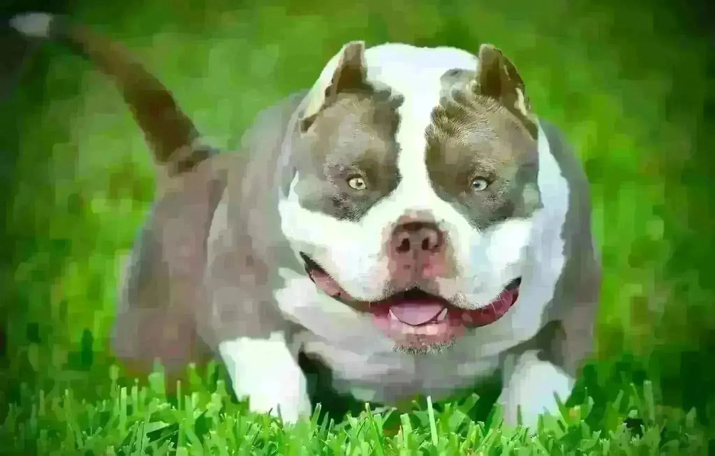 A Legacy of Excellence in Breeding — Venomline Pocket Bullies-Venomline | Top Pocket American Bully Breeder