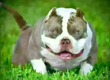 A Legacy of Excellence in Breeding — Venomline Pocket Bullies