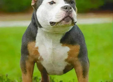 Advanced Socialization Techniques for Pocket Bullies: Ensuring Well-Rounded Companions