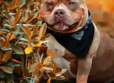 American Bully Breeding Guide 2025: The Complete “Breeding 101” for Beginners & Pros