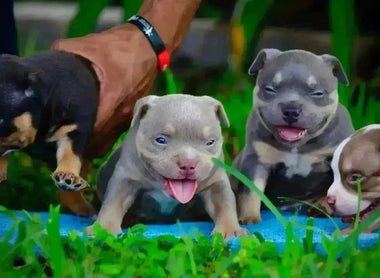 American Bully Coat Color Genetics & Breeding Ethics (2025)