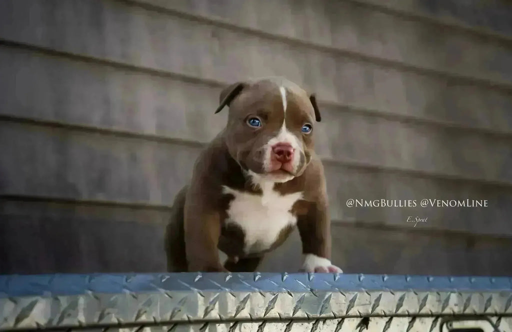 American Bully Contracts: What Must Be In Writing (+ Free Template)-Venomline | Top Pocket American Bully Breeder