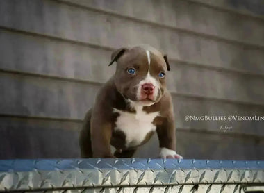 American Bully Contracts: What Must Be In Writing (+ Free Template)