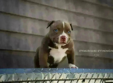 American Bully Contracts: What Must Be In Writing (+ Free Template)