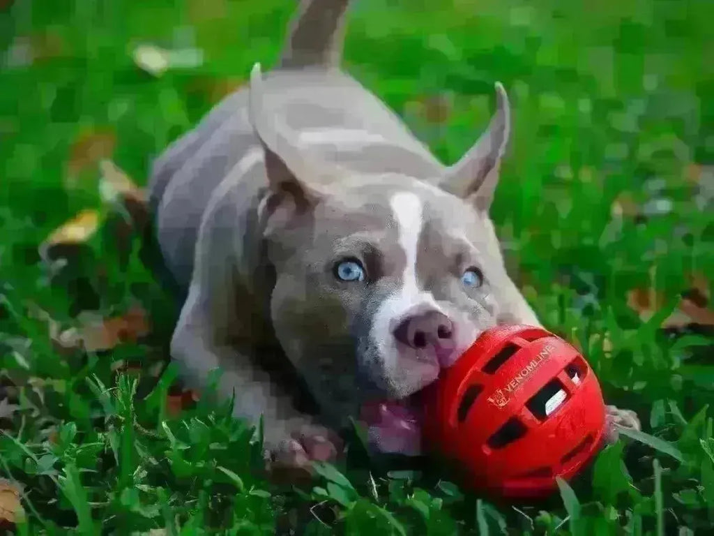 American Bully vs Pit Bull (2025): Standards, Myths & Breed Laws Explained-Venomline | Top Pocket American Bully Breeder
