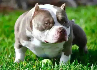 American Bully vs Pit Bull – Key Differences in Breed, Size & Temperament