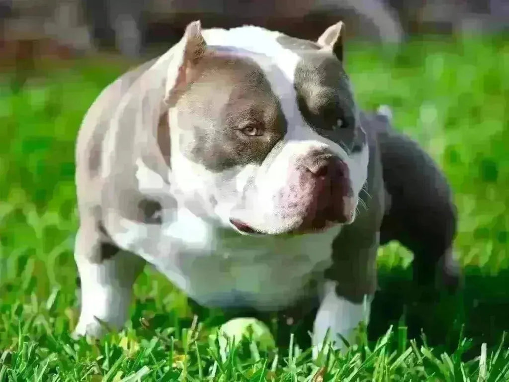 American Bully vs Pit Bull – Key Differences in Breed, Size & Temperament-Venomline | Top Pocket American Bully Breeder