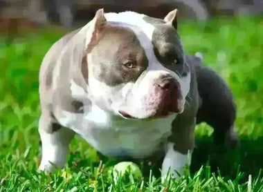 American Bully vs Pit Bull – Key Differences in Breed, Size & Temperament