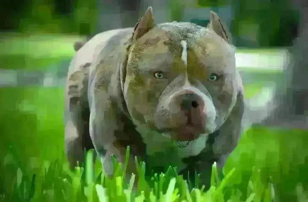 Best Pocket Bully Breeders in the USA (2025): How to Choose the Right Program-Venomline | Texas Size Bullies | Top Pocket Bully Kennel