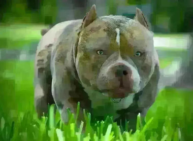 Best Pocket Bully Breeders in the USA (2025): How to Choose the Right Program