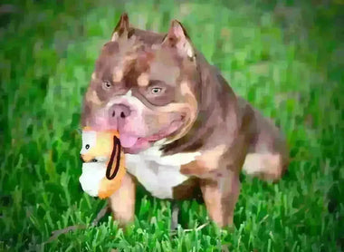 Debunking Myths About American Bullies: Venomline Pocket Bullies Set the Record Straight