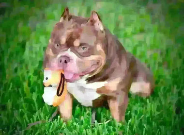 Debunking Myths About American Bullies: Venomline Pocket Bullies Set the Record Straight