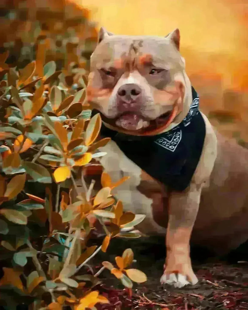 Discover the Irresistible Charisma and Strength of the Pocket American Bully-Venomline | Texas Size Bullies | Top Pocket Bully Kennel