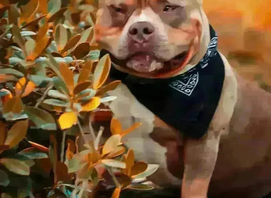 Discover the Irresistible Charisma and Strength of the Pocket American Bully