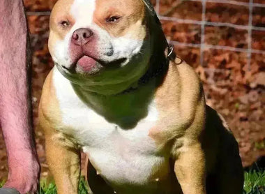 Foundation Females in American Bully Breeding: Why They Matter (2025 Guide)