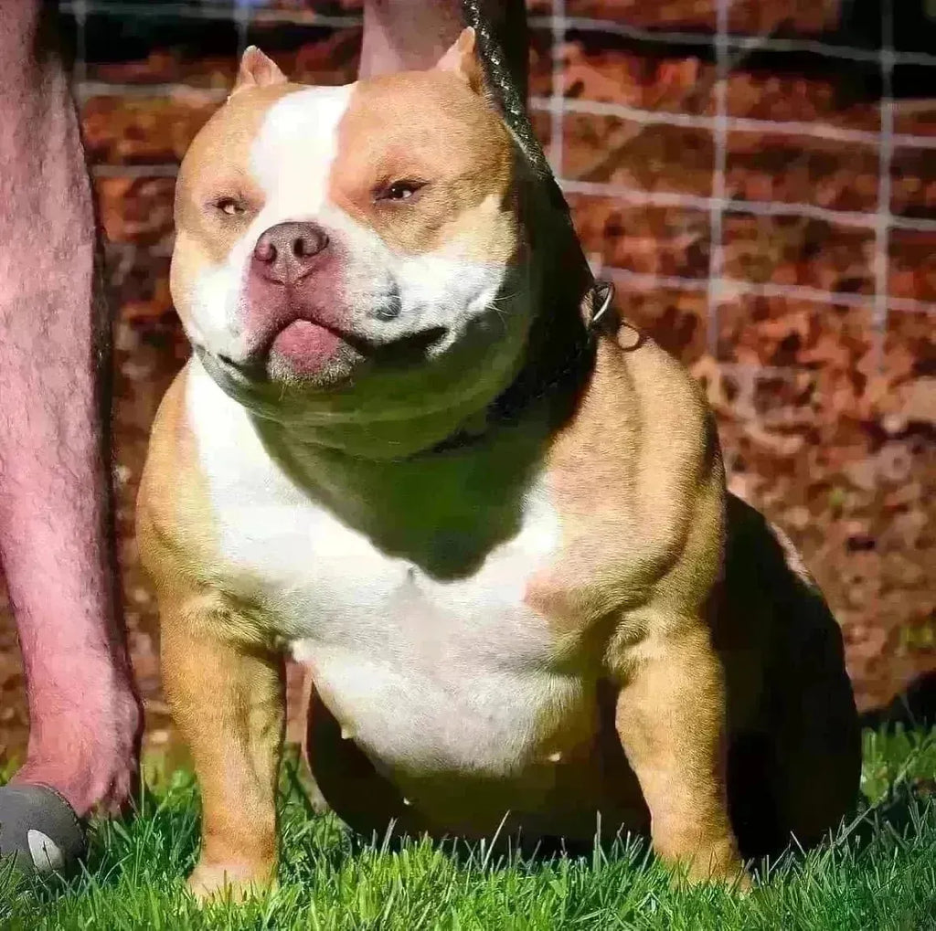 Foundation Females in American Bully Breeding: Why They Matter (2025 Guide)-Venomline | Top Pocket American Bully Breeder