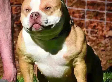 Foundation Females in American Bully Breeding: Why They Matter (2025 Guide)