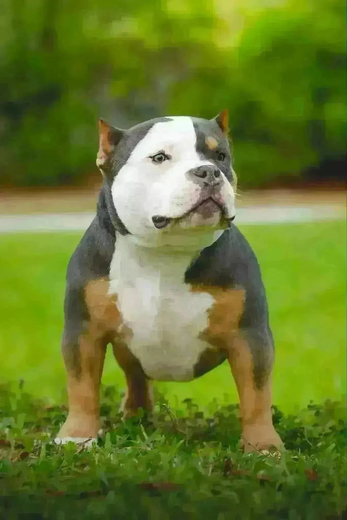 History of the Tri Color Pit Bull & American Bully: Genetics, Variations & Prices (2025)-Venomline | Top Pocket American Bully Breeder