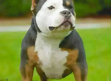 History of the Tri Color Pit Bull & American Bully: Genetics, Variations & Prices (2025)