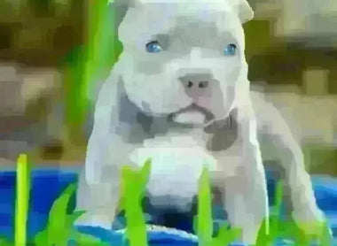 How to Choose the Perfect Pocket Bully Puppy in 2025