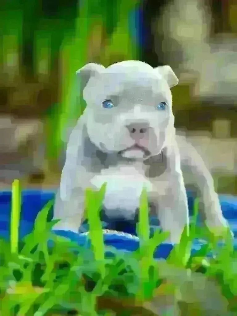 How to Choose the Perfect Pocket Bully Puppy in 2025-Venomline | Texas Size Bullies | Top Pocket Bully Kennel