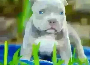 How to Choose the Perfect Pocket Bully Puppy in 2025