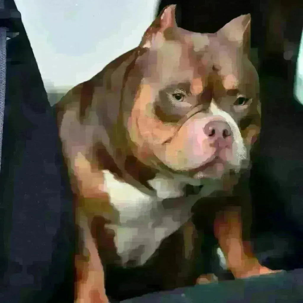 How to Choose the Right Pocket Bully Stud in 2025: Bloodline, Pedigree & Production Secrets-Venomline | Texas Size Bullies | Top Pocket Bully Kennel