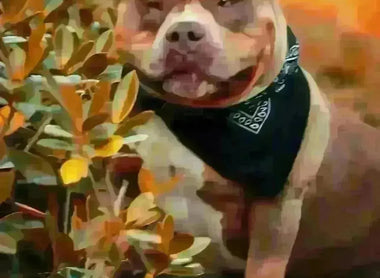 How to Spot a Fake American Bully Breeder: 2025 Buyer Protection Guide