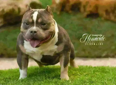 Linebreeding, Inbreeding & Outcrossing in American Bully Breeding (2025 Guide)