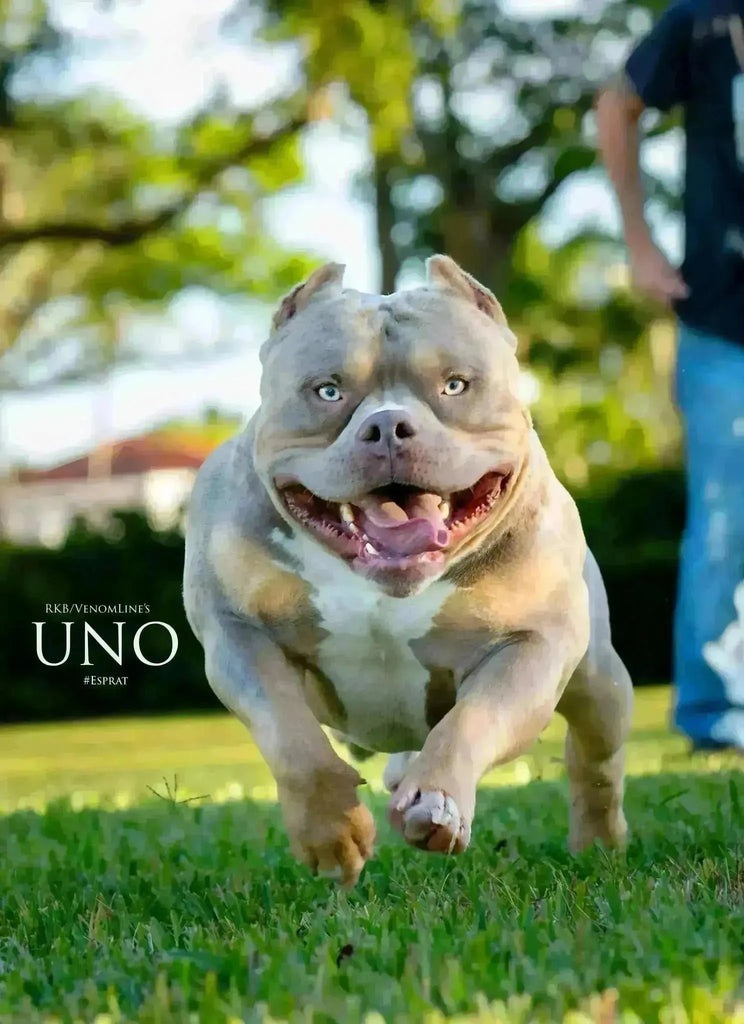 Mental Stimulation and Enrichment Activities for Pocket Bullies: Keeping Their Minds Sharp-Venomline | Texas Size Bullies | Top Pocket Bully Kennel