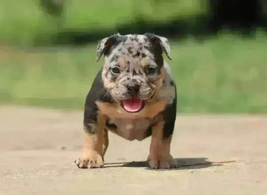 🧬 Merle American Bullies: Genetics, Health Risks & Ethical Breeding in 2025