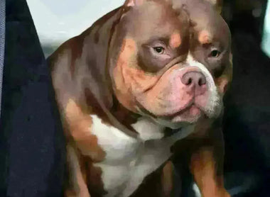 Micro Bully Stud Services: Why Structure, Bone & Temperament Still Matter (2025)